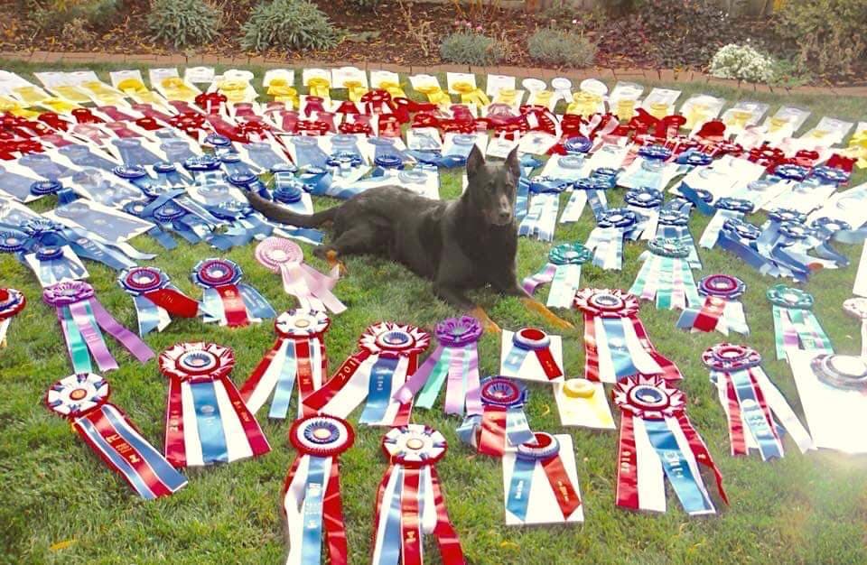 Gideon w All Ribbons