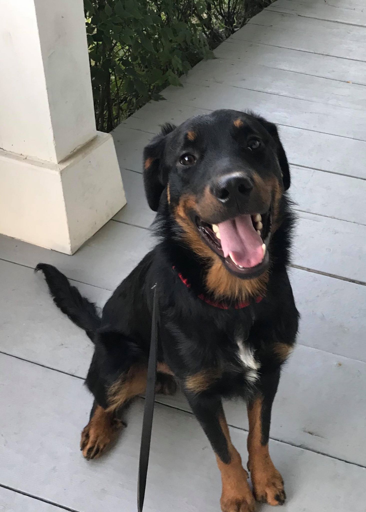 ABC Membership Application American Beauceron Club