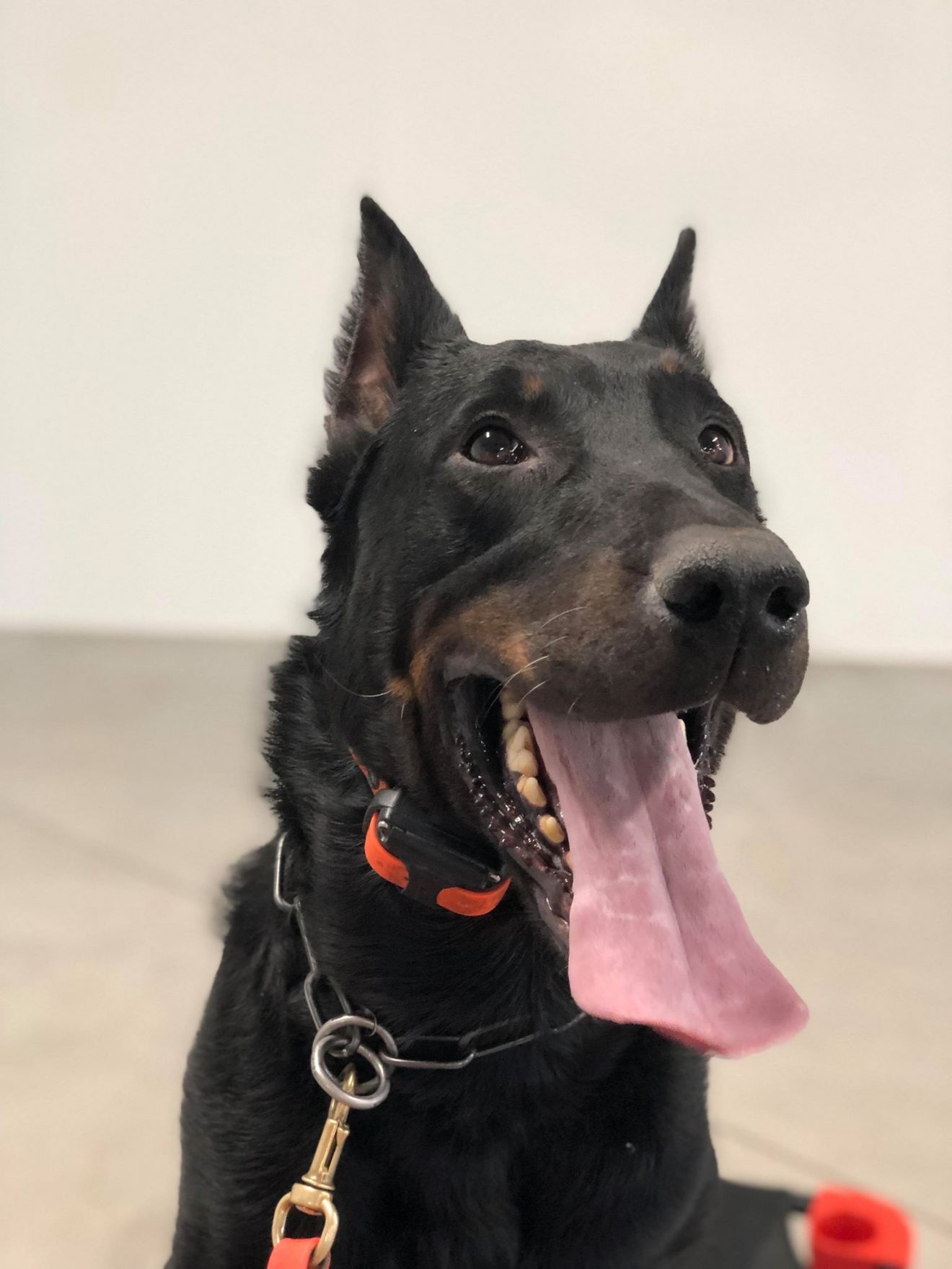 ABC Rescue – American Beauceron Club