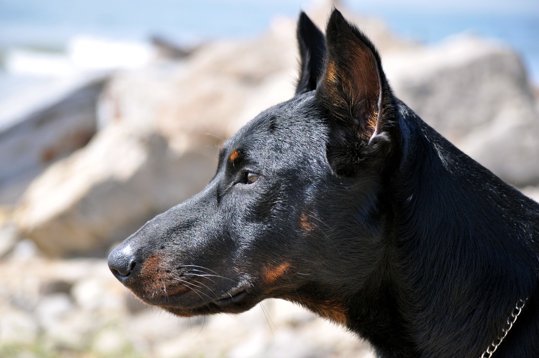 Breeders American Beauceron Club