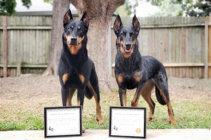 Solo and Luna with their American Beauceron Club Versatility Awards
