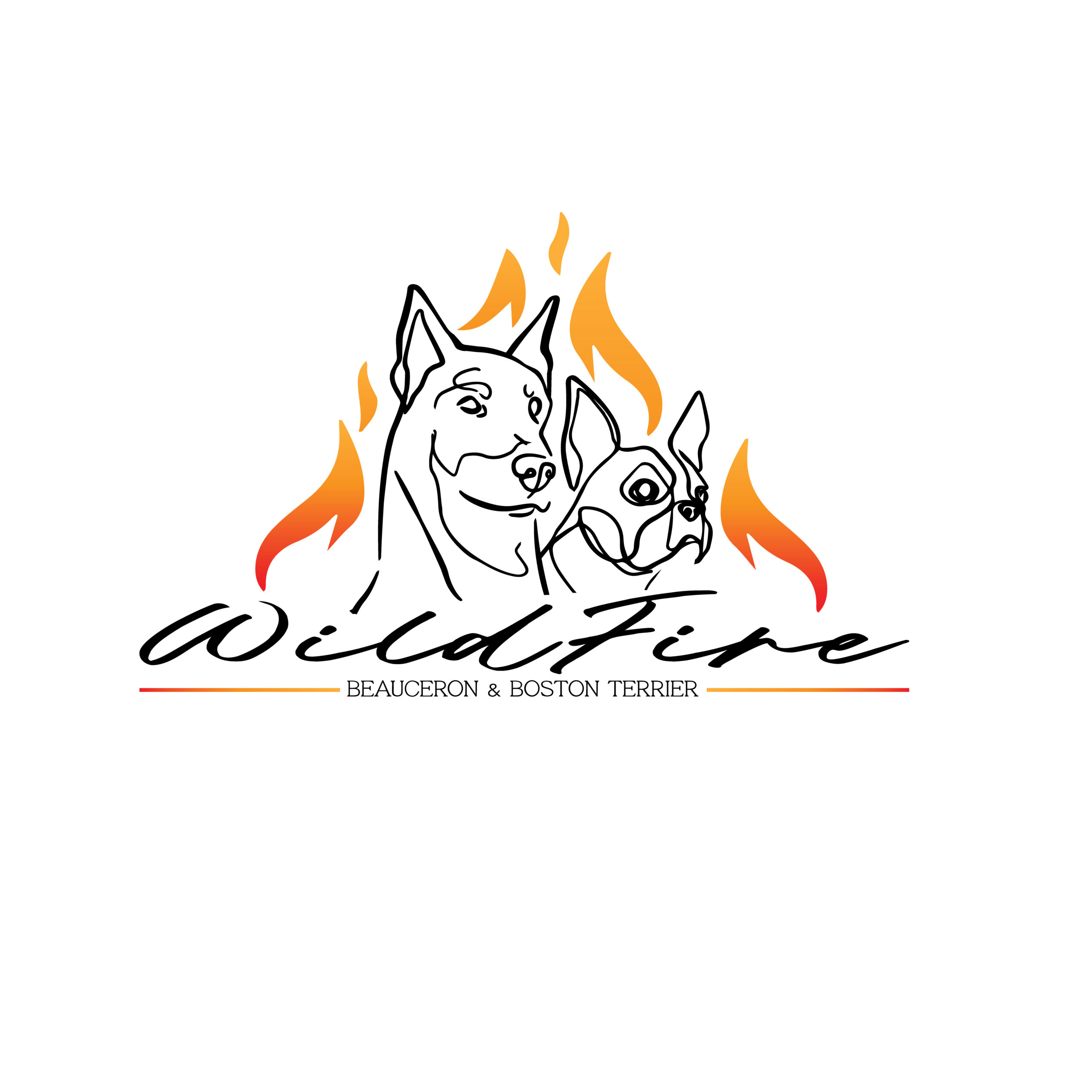WildfireColor American Beauceron Club