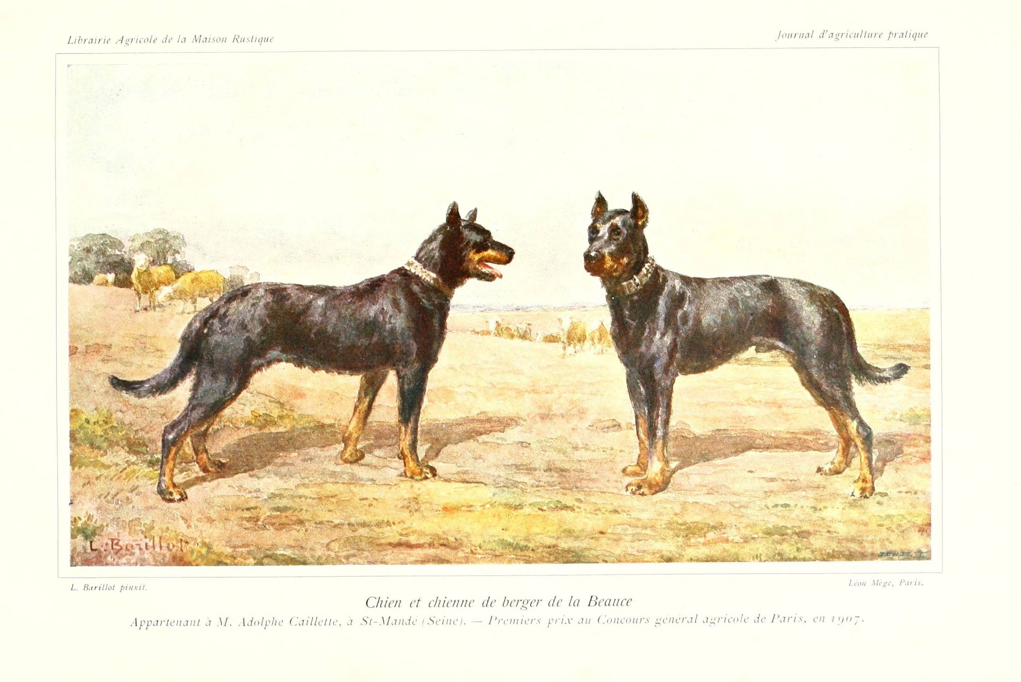 chien et chienne de berger de la beauce premier prix concours general agricole de paris 1907